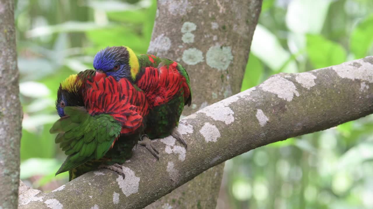두 마리의 무새가 나무 가지에 앉아 서로 사랑을 나누고 있다