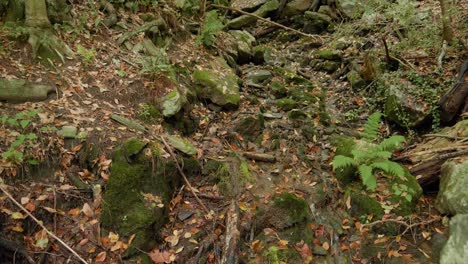 Water-trickes-down-hillside-full-of-trees,-leaves,-branches