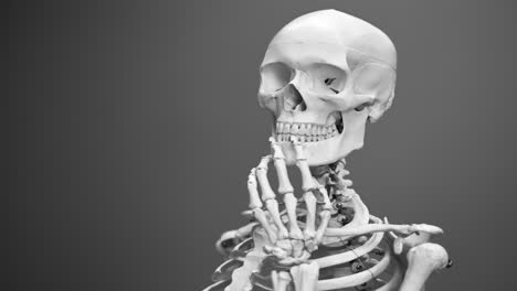 esqueleto humano, ilustración del cráneo, anatomía del cuerpo, huesos, ciencia, médico, cráneo, modelo ortopédico