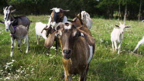 herd of goats in the field