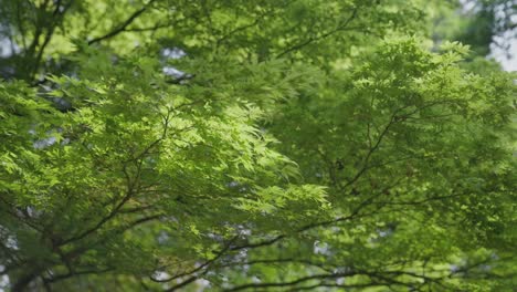 Gimbal-Aufnahme-Unter-Einem-Baum-Mit-Hellgrünen-Blättern-In-Zeitlupe