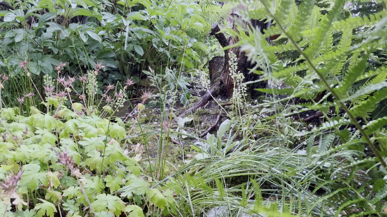 lluvia fuerte en la naturaleza o en el jardín en alemania con muchas plantas y un tronco de árbol
