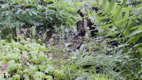 Heavy-rain-in-nature-or-in-the-garden-in-Germany-with-many-plants-and-a-tree-stump