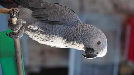 grey parrot