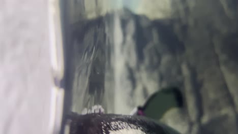 vista cercana de pingüinos nadando en el zoológico bajo el agua.