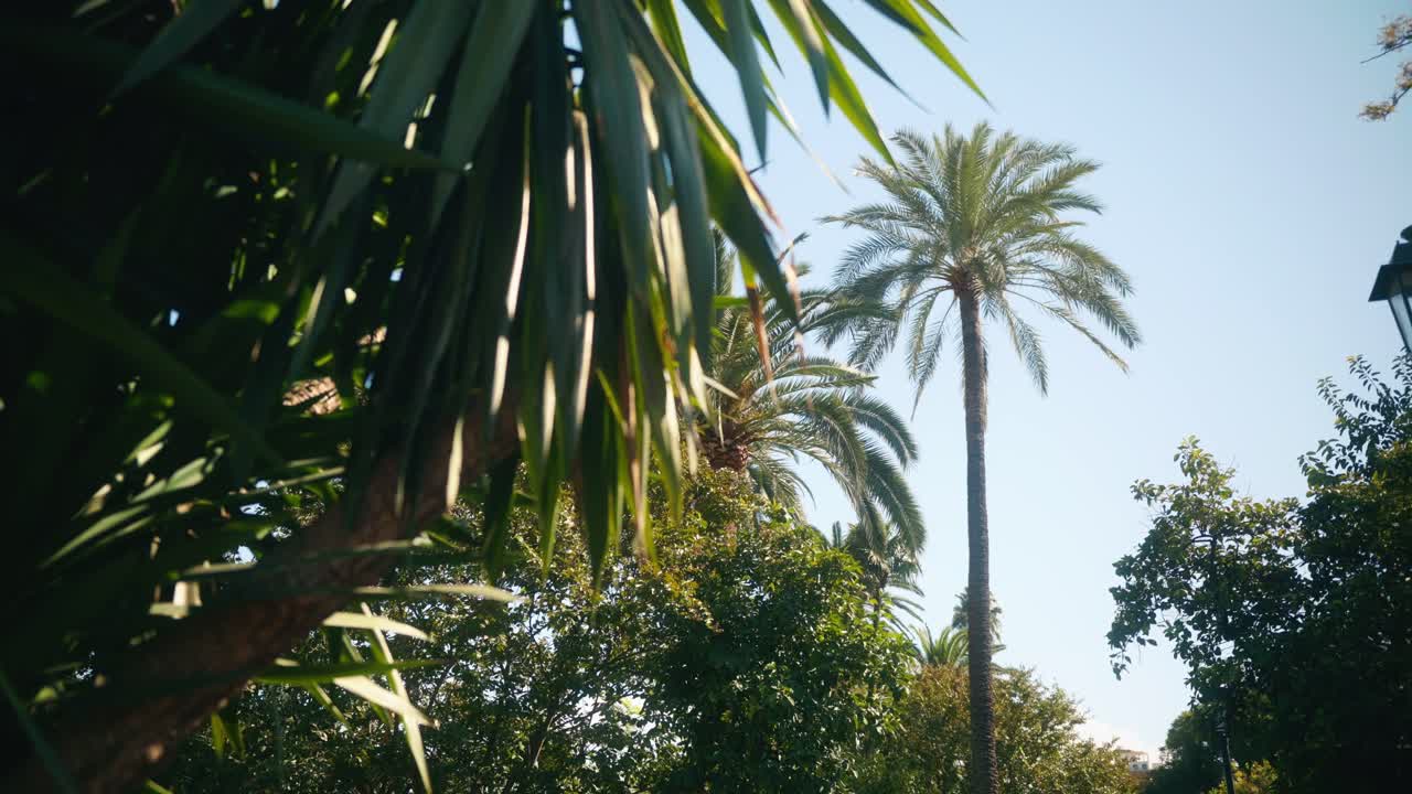 Alte palme che si ergono sopra una vegetazione lussureggiante in un parco soleggiato.