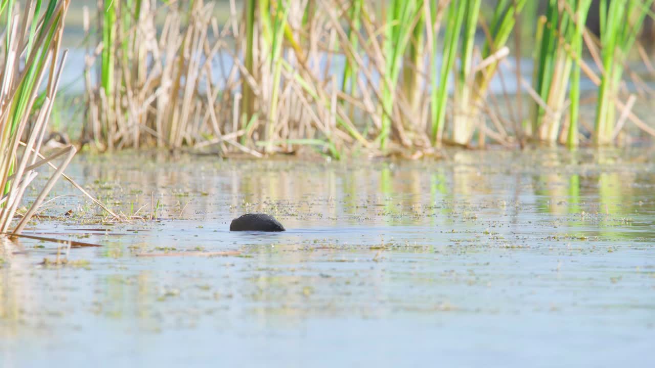 coot pájaro buceando en el agua para que las plantas coman y se alimenten en el hábitat de los pantanos