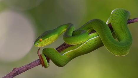 La-Víbora-De-Labios-Blancos-Es-Una-Víbora-Venenosa-Endémica-Del-Sudeste-Asiático-Y-A-Menudo-Se-Encuentra-Durante-La-Noche-Esperando-En-Una-Rama-O-Rama-De-Un-árbol-Cerca-De-Un-Cuerpo-De-Agua-Con-Muchos-Alimentos