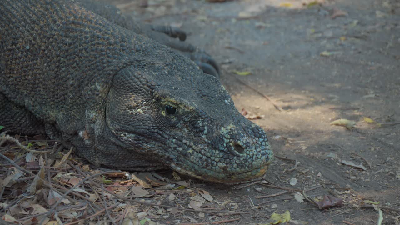 dragón de komodo usando la lengua bifurcada para olfatear el aire mientras mueve los ojos con la membrana nictitante