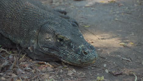 Komodo-dragon-using-forked-tongue-to-sniff-air-while-moving-eyes-with-nictitating-membrane