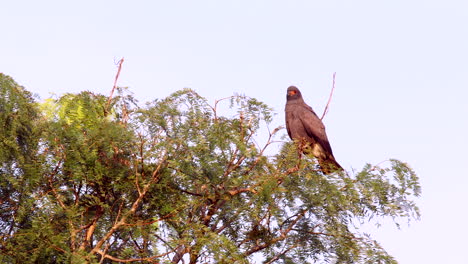el cometa raptor de caracol se alza en el borde de la selva tropical.
