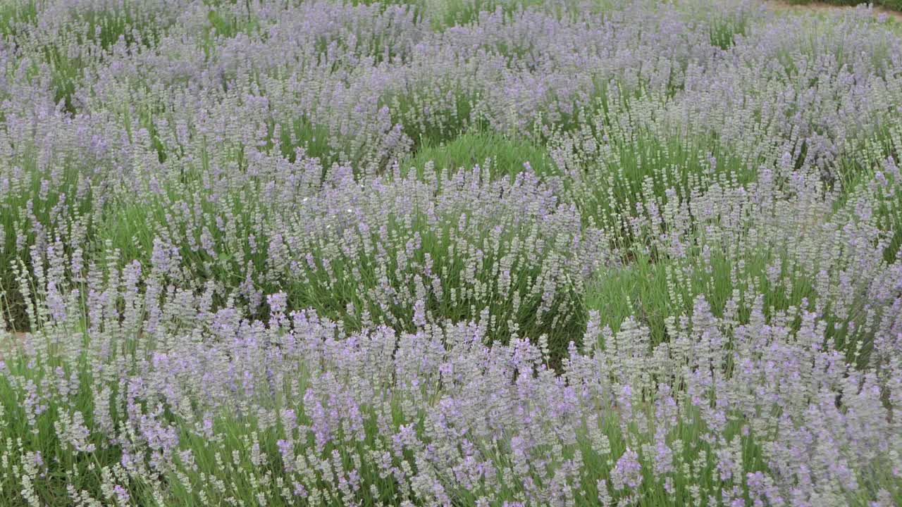 라벤더 꽃을 닫습니다