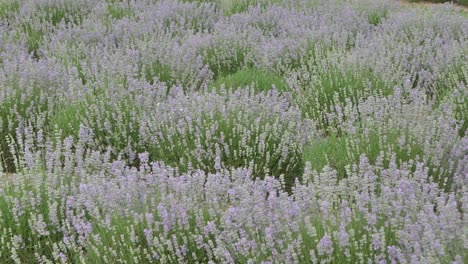 flores de lavanda de cerca