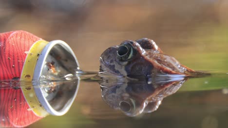 Brauner-Frosch-(rana-Temporaria)-In-Der-Nähe-Einer-Aluminiumdose-In-Einem-Schmutzigen,-übersäten-Teich.