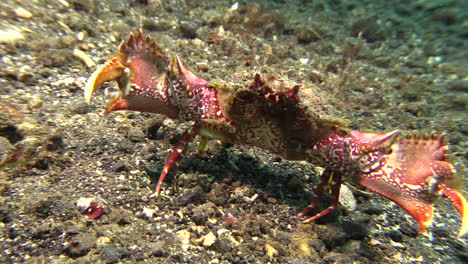 underwater-shot-of-two-horn-box-crab-moving-backwards-with-unfolded-forceps-showing-beautiful-red-and-white-pattern-on-belly-and-claws,-medium-shot-during-day