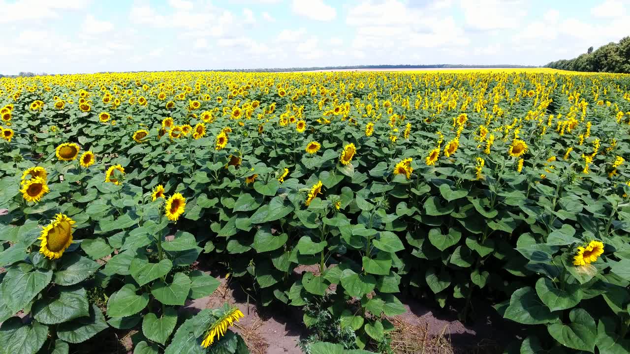 yellow sunflower field. Aerial view.