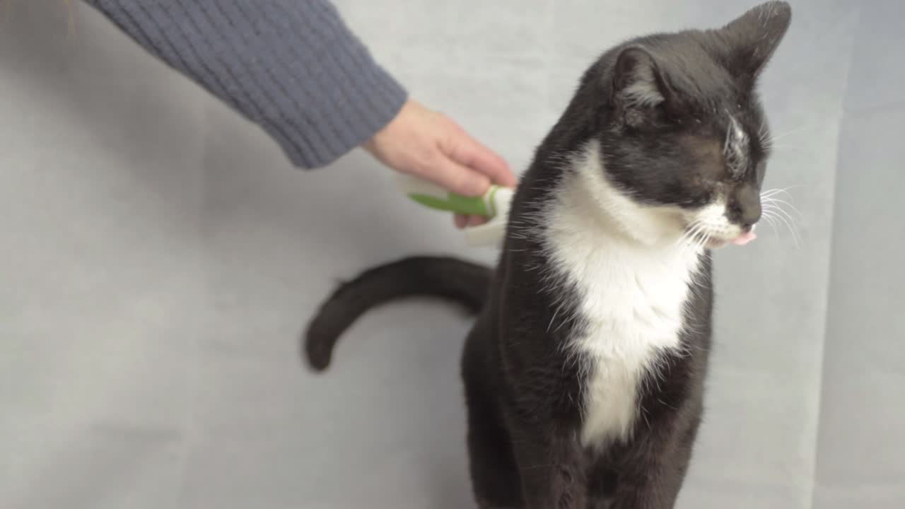 Cat owner grooming black and white cat with brush