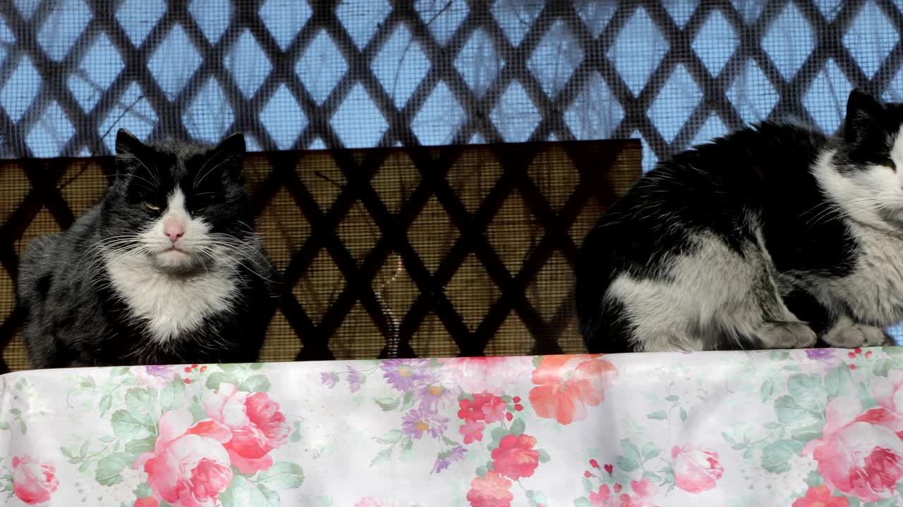 黒と白の猫が日光を浴びている