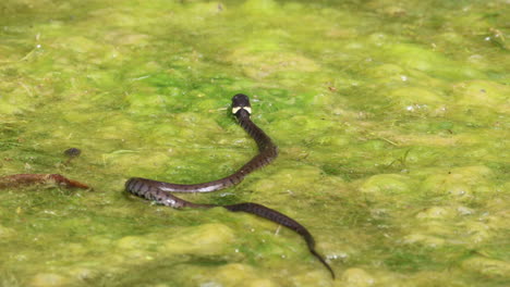 close up shot of natrix natrix grass snake moving in thick algae marsh pond in nature