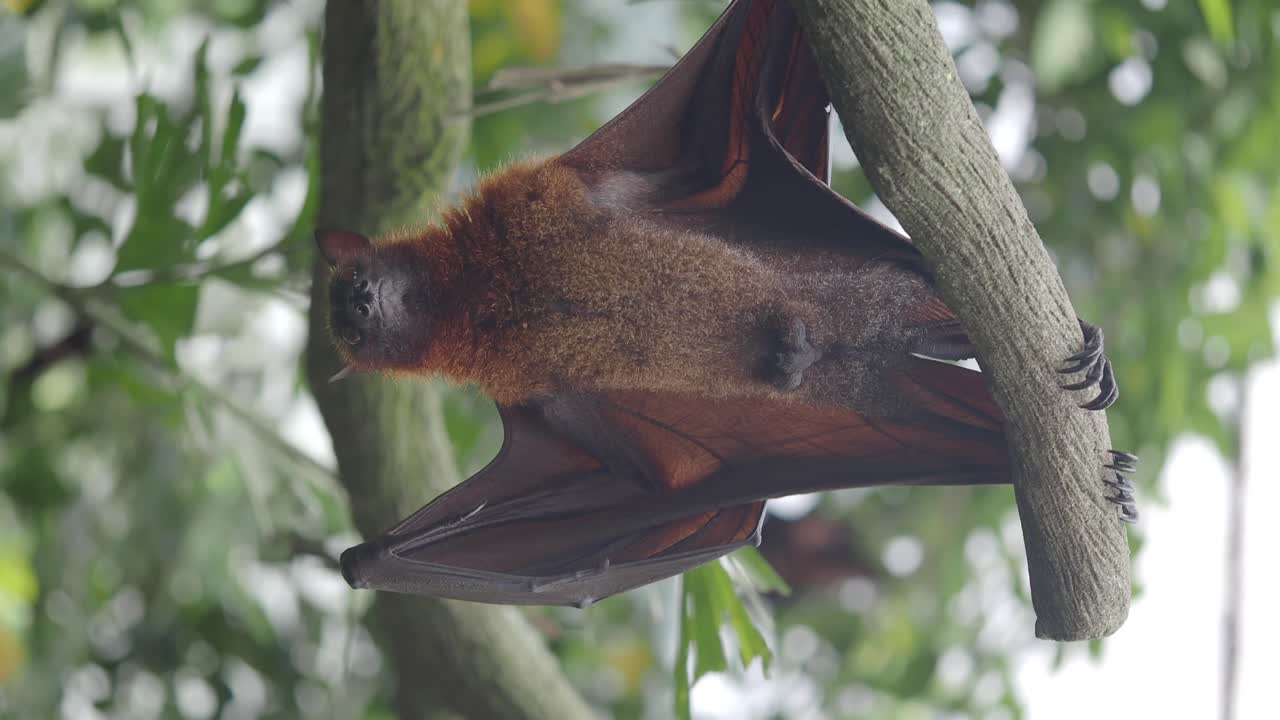 A close-up shot of a large bat hanging upside down from a tree branch