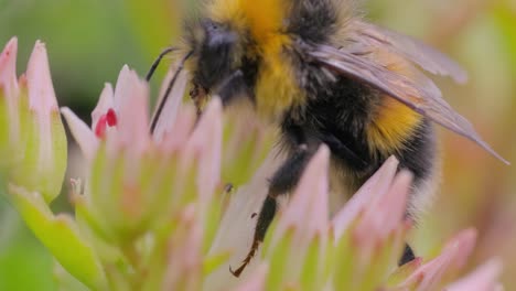 Hummel-Sammelt-An-Sonnigen-Tagen-Blütennektar.-Hummel-In-Makroaufnahme-In-Zeitlupe.