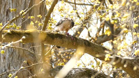 amazing bird of prey eating it catched small animal on top of a fallen tree in ontario on a bright sunny day