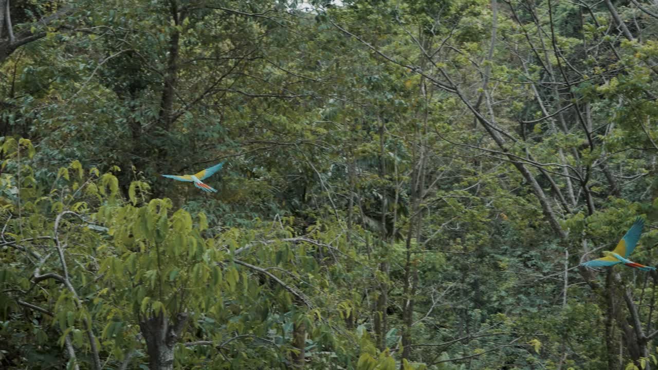 toma de seguimiento de grandes loros guacamayos verdes voladores en la jungla salvaje de costa rica durante el día brillante
