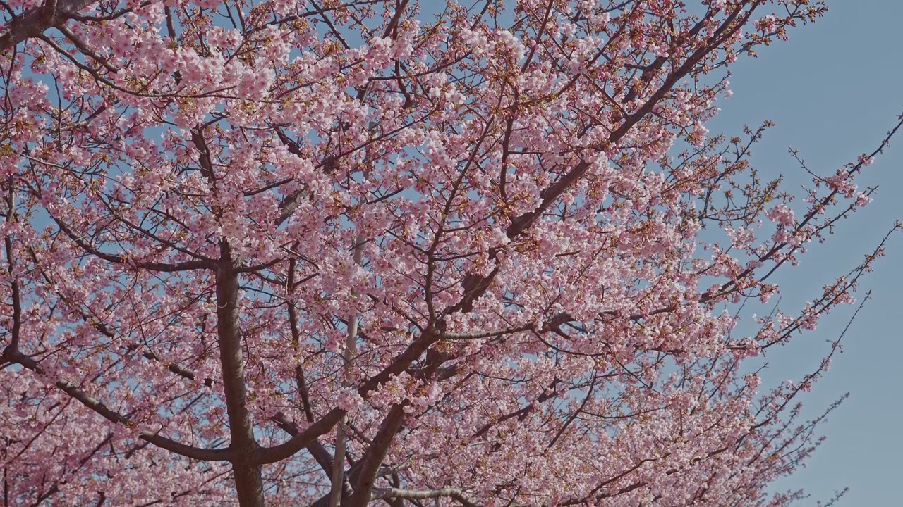 La telecamera si inclina verso il basso su un ciliegio in fiore ad ampia chioma, i suoi rami carichi di fiori rosa che si estendono ampiamente contro un cielo azzurro e limpido. La composizione ampia cattura la grandezza