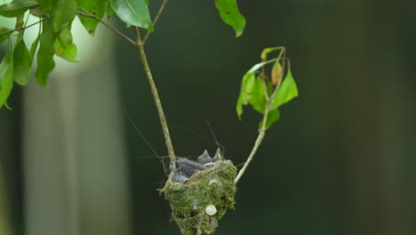 Der-Weiß-blaue-Monarchvogel-Mit-Dem-Schwarzen-Nacken-überwacht-Einen-Moment-Lang-Die-Sicherheit-Seiner-Küken-Und-Fliegt-Dann-Davon