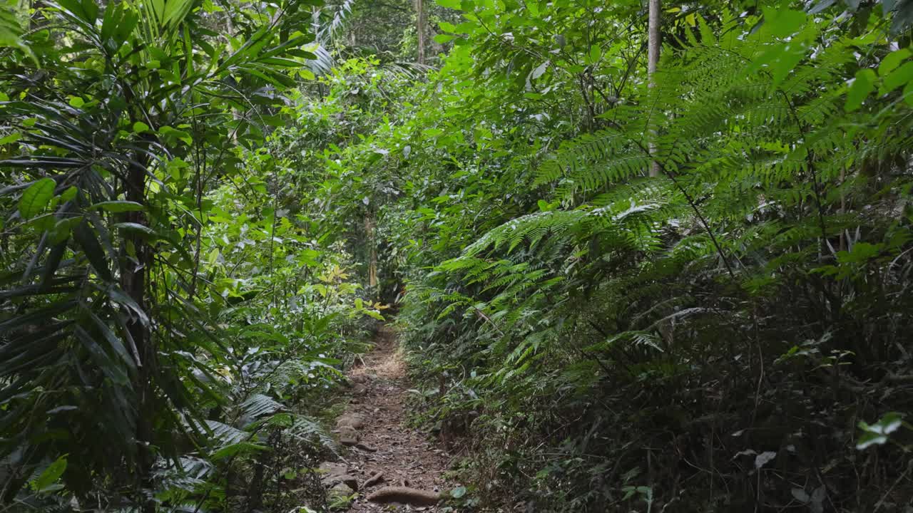un tranquilo paseo por el exuberante sendero del bosque tropical