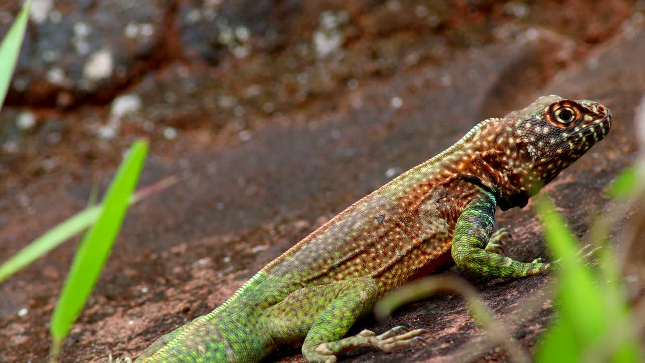 아침 일찍 볼리비아의 용암 도마이 곤충을 찾고 있습니다.