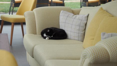 black and white cat sleeping on a yellow sofa