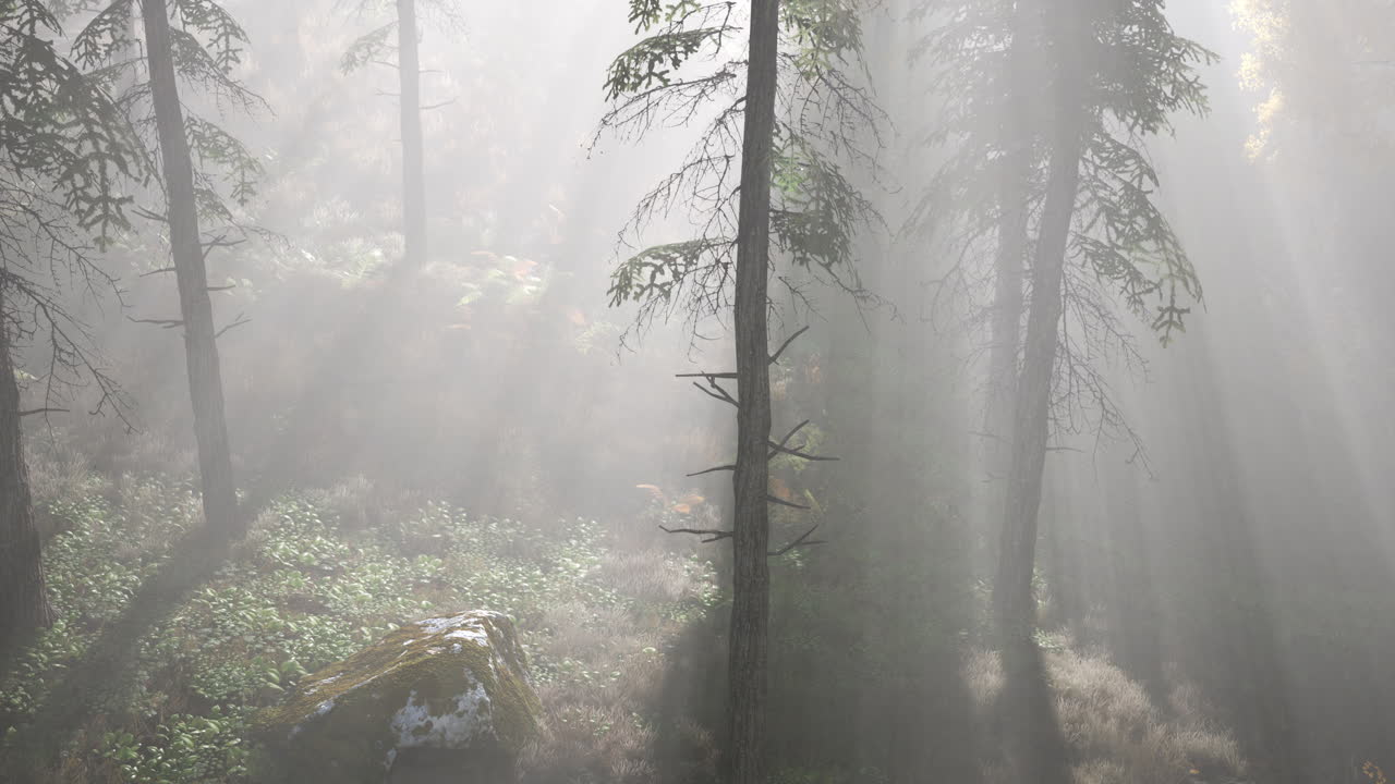 산 속 의 밝은 이른 아침 숲