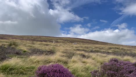 few sheep grazing lush scottish highlands hills