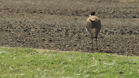 Masked-Lapwing-Plover-Pecking-Gravel-Driveway