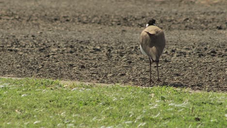 masked lapwing plover pecking gravel driveway
