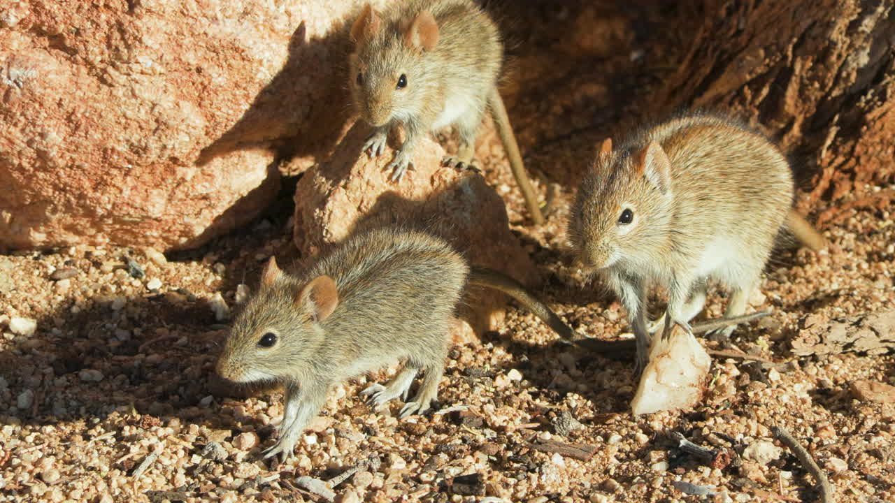 Three four-striped grass mice in the sand at the base of a tree. The rodents are staring intently in the same direction. Suddenly, two of them disappear into their burrow, which is located in the tree