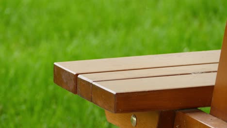 a yellow warbler bird hopping on a wooden bench of a picnic table to pay a visit to ornithologist during bird watching