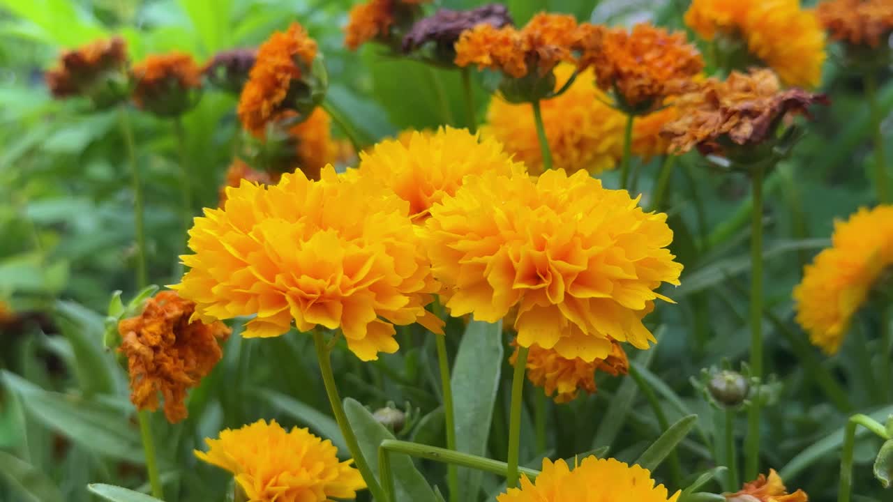 marigoldas brillantes en un jardín vibrante en un día soleado, primer plano