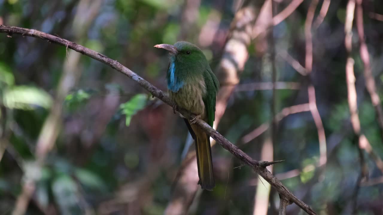 imágenes más cercanas de este hermoso pájaro que revela su parte frontal mientras mira hacia la izquierda y luego mira a su alrededor