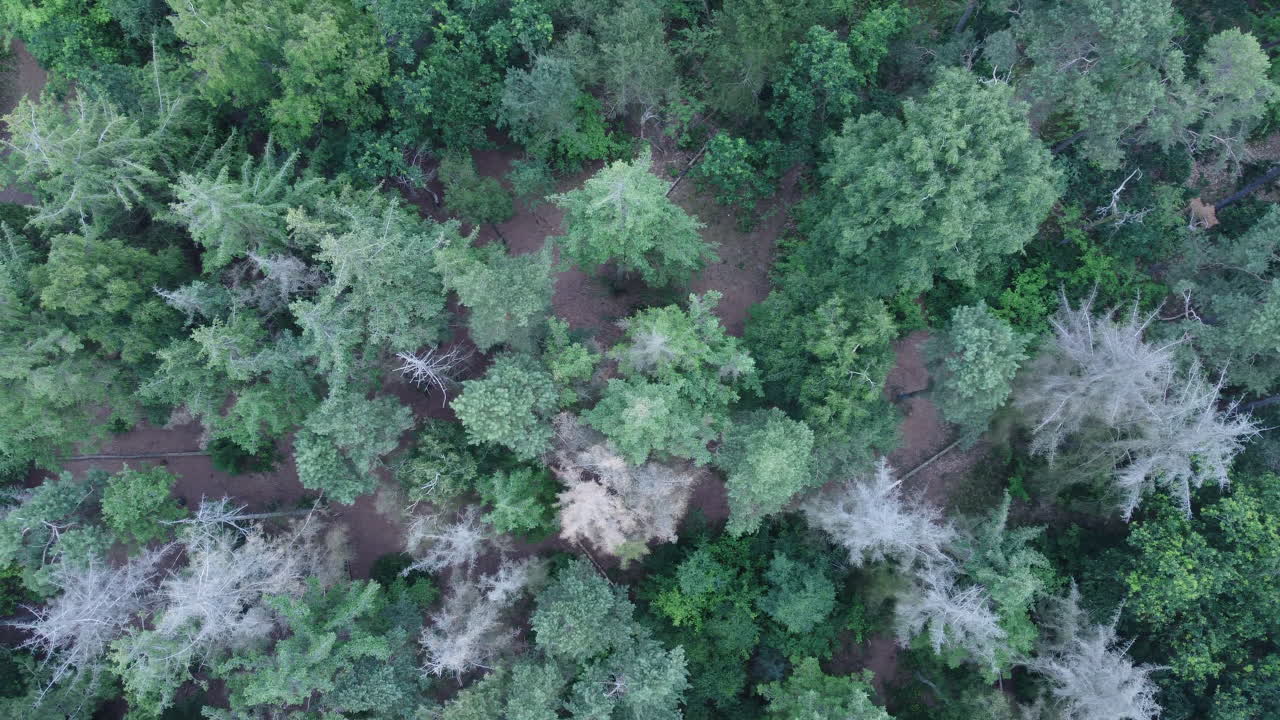 drone vista de arriba hacia abajo de un bosque verde en dinamarca