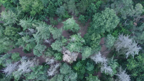 Drohnenansicht-Von-Oben-Nach-Unten-Auf-Einen-Grünen-Wald-In-Dänemark