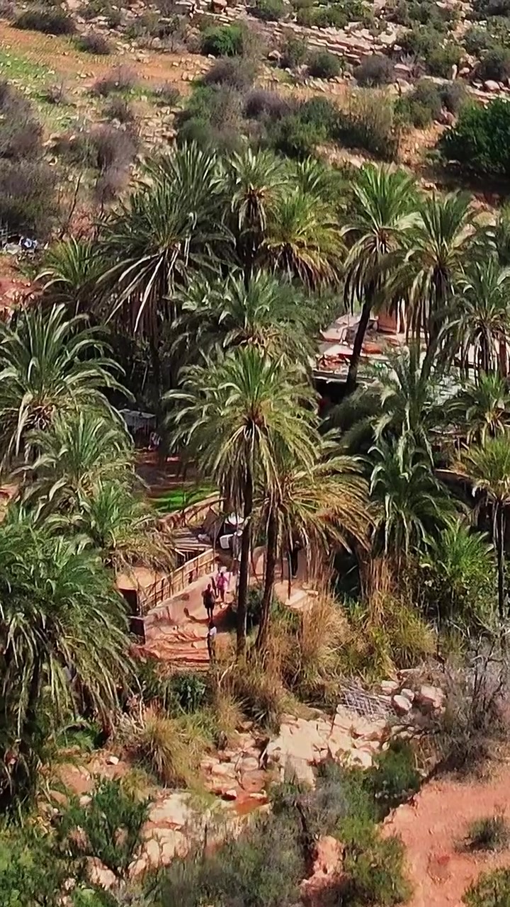 Vista aerea di palme rigogliose su terreno sabbioso in Marocco