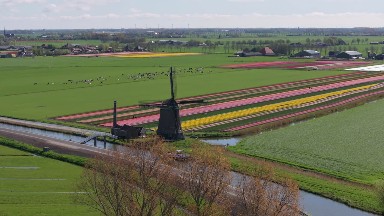 Flyfoto av jordbruksland fylt med tulipaner og den ikoniske vindmøllen Kaag Molen