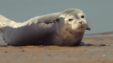 foca bebé descansando junto a la orilla en verano