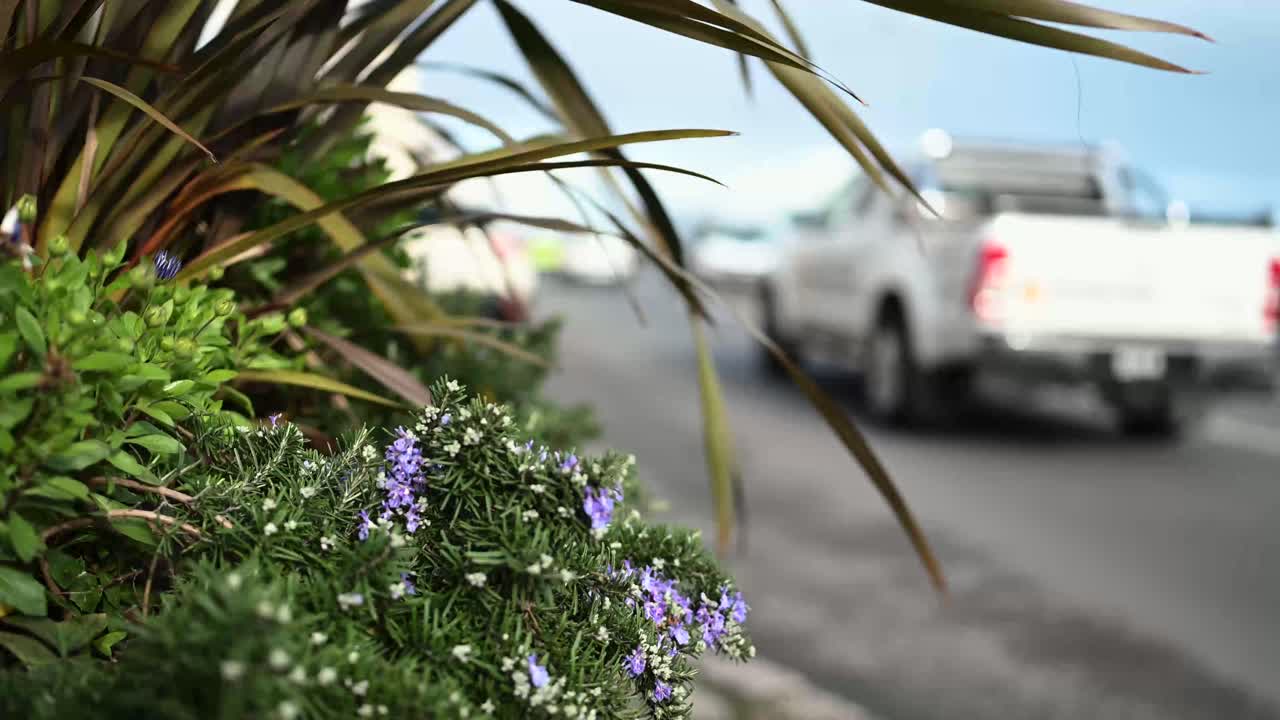 Pavement level view of planter with out of focus background of busy traffic Glategny Esplanade St Peter Port Guernsey looking north and seaward with purple flowers
