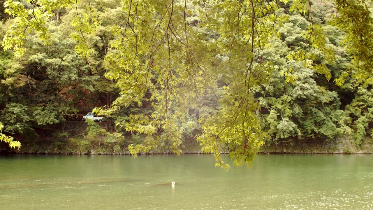 일본 교토의 나무 사이로 보이는 아름다운 강의 슬라이드 샷 4k