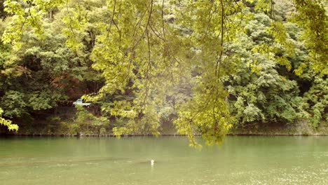 Slide-shot-of-a-beautiful-river-looking-through-trees-in-Kyoto,-Japan-4K