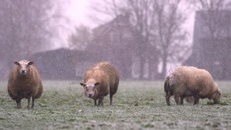 three woolly sheep grazing in pasture of dutch farm during snowfall