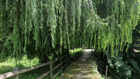 shaded forest path under overhanging weeping willow trees along a wooden fence in a peaceful green park setting